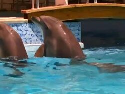 Dolphins in pool Stock Footage