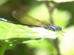 Dragonfly landing Stock Footage