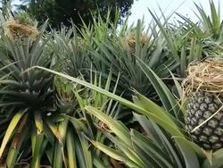 Pineapple agriculture Stock Footage