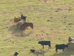 MS AERIAL Shot of Edgefield County area of farms / South Carolina, United States Stock Footage