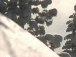 TD snow in trees R/F to snow on the ground / golden, british columbia, canada Stock Footage