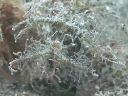 Ambon Scorpionfish Stock Footage