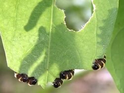 Clearwing butterfly caterpillars (Methona sp. family Danaidae) Stock Footage