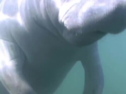 Manatee Stock Footage
