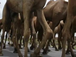 Camels being led to market Stock Footage
