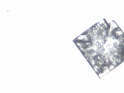 Salt crystallizing under microscope Stock Footage