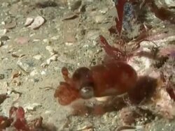 Atlantic Cuttlefish, trying to hide using tentacles, night, English waters, United Kingdom Stock Footage