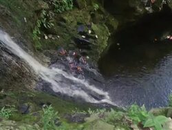 MS PAN View of Waterfall hitting pool of water / Hawaii, United States Stock Footage