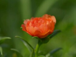 Portulaca Stock Footage