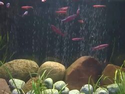 fish in large aquarium Stock Footage