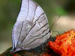 Butterfly eating fruit Stock Footage