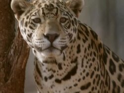 MS Jaguar and Jack Russel / Vancouver, Canada Stock Footage