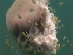 Lion's Mane Jellyfish (Cyanea capillata) with fish, Brunei Stock Footage