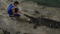 Crocodile Wrestling in Thailand Stock Footage
