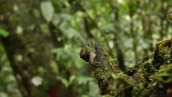 Canelos Treefrog (Ecnomiohyla tuberculosa) a very rare canopy dwelling tree frog from the western Amazon. Wide shot with rainforest in background. Stock Footage