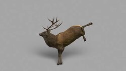 Stag Kick with Alpha Channel (Loopable) Stock Footage