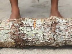 Chopping Wood Stock Footage