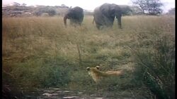 Elephants startle a young lion. Stock Footage