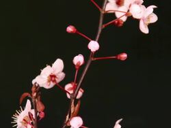Japanese flowering cherry over black Stock Footage