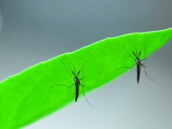 Mosquitoes Stock Footage