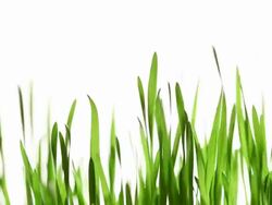 Isolated grass Stock Footage