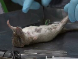 Medium Close Up - Gloved hands inspect a dead rat / Bangladesh  Stock Footage