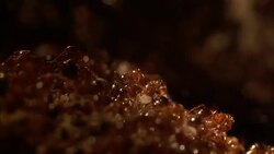 Hundreds of ants scurry around eggs in their nest. Stock Footage