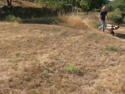 MS AERIAL View of woman transporting wood with wheelbarrow / Siena, Tuscany, Italy Stock Footage