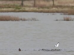 Bird Life At Elmley Marshes Stock Footage