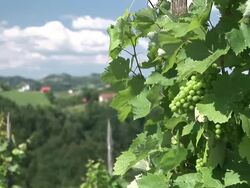 HD: Vine in the countryside Stock Footage