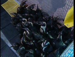 SOUTH AFRICA: BIRDS AFFECTED BY OIL SPILL IN CAPE TOWN HARBOUR News Clip