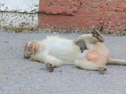 Monkey lazy Stock Footage