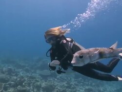 Diver and Puffer fish, Maamigili, South Ari Atoll, The Maldives Stock Footage