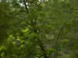 Hand held close up, following the feller buncher as it cuts down a tree and moves it. Stock Footage