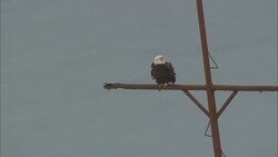 A bald eagle perches on the mast of a ship that sails across Dutch Harbor, Alaska. Stock Footage