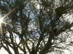 MS PAN Medium group of baboons on tree / Kunene, Namibia Stock Footage