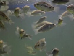 HD of tiger fish in an aquarium. Stock Footage