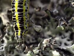 Caterpillar Stock Footage