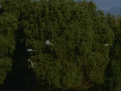 European Cranes (Grus grus) taking off, in flight over woodland, mountains in background, north-east Extremadura in Dehesa, Spain Stock Footage