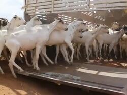Goats loaded into truck Stock Footage