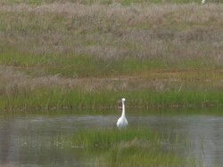 Snowy egret in the swamp 8 Stock Footage