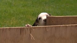 Fox hunting Fox Hound puppies inside a kennel News Clip