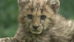 A little cheetah cub looks at its surroundings. Stock Footage