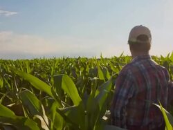 WS CS Farmer In The Field Of Corn Stock Footage