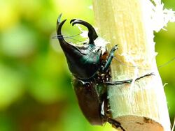 Rhinoceros beetle Stock Footage
