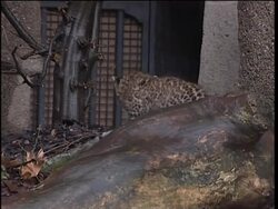 Chinese leopard cubs make their public debut News Clip
