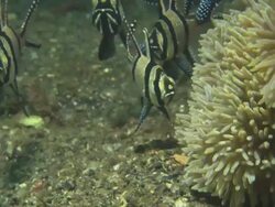 Banggai Cardinal fish face shots with anemone, close up, Indonesia  Stock Footage