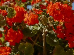streets and church in Betancuria, Fuerteventura Stock Footage