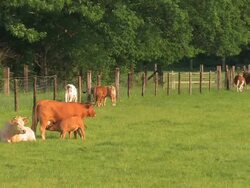 Cattle Stock Footage