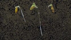 Growing roots of melon seeds Stock Footage